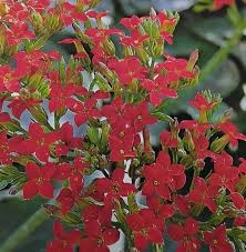 Image result for Kalanchoe glaucescens