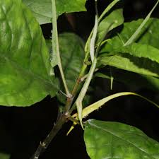 Image result for Dorstenia psilurus
