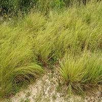 We did not find results for: Weeping Lovegrass Care