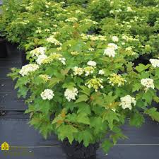 Viburnum dwarf european cranberry bush. Viburnum Opulus Compactum European Cranberry Bush From Home Nursery