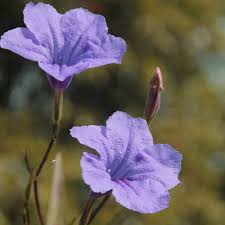Dwarf mexican petunias (ruellia brittoniana cvs.) deliver a steady stream of exuberant blossoms from spring until frost. Blue Mexican Petunia Flower Seeds Ruellia Brittoniana Seed