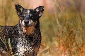 Do Blue Heelers Shed Australian Cattle Dog Shedding Guide