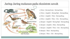 Di sawah banyak terdapat tumbuhan yang di. Jaring Jaring Makanan Dalam Kosistem Sawah Oleh Kelompok 7 Anggota Ppt Download