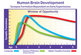 Brain Development And Synaptic Formation Chart The Science