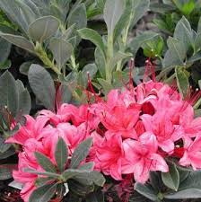 Azalea Swamp Millenium Rhododendron Azalea Viscosum Millenium Shrubbucket Wholesale