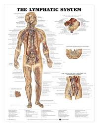 The Lymphatic System Anatomical Chart