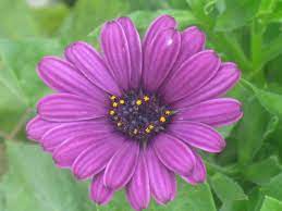 See full list on gardenguides.com How To Grow Purple Sunflowers Miss Chen Garden Manage Gfinger Is The Best Garden Manage App