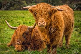 Download this free picture about cattle scottish highland from pixabay's vast library of public domain images and videos. Scottish Highland Cow In Field With Big Horns And Long Hair Scotland Stock Photo Picture And Royalty Free Image Image 113998916