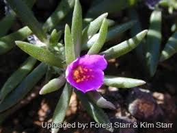 Image result for Portulaca centrali-africana