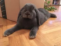 Abby Drye (abbydrye)