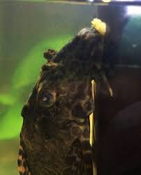 I've just been struggling for a few days on successfully eradicating life on the planet using the fungus, and tips would be great, thanks. Pleco Small Yellow Growths On Mouth Aquarium Advice Aquarium Forum Community
