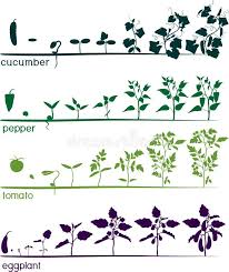 We did not find results for: Set Of Life Cycles Of Different Agricultural Plants Growth Stages Of Tomato Pepper Eggplant And Cucumber Plant Isolated Cucumber Plant Pepper Plants Plants