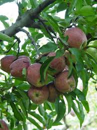 A dwarf tree is a small cultivar of full sized fruit trees that can yield many mature fruits in a year without taking up the usual growing space occupied by trees. Five In One Fruit Trees Pennlive Com