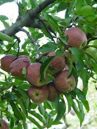 The trees can be planted outside in small back yards (depending on. Five In One Fruit Trees Pennlive Com