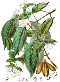 Image result for Hippocratea indica