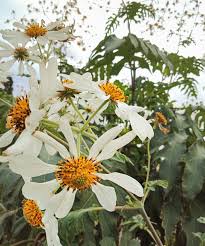 Image result for Montanoa bipinnatifida