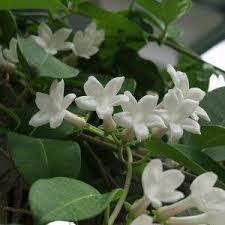 It grows best in zones four through nine. Stephanotis Floribunda At San Marcos Growers