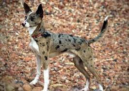 Here are the list of top 10 awesome doberman cross breeds produced when doberman mat with other good dog breeds. 27 Best Australian Shepherd Mixes Mixed Aussies