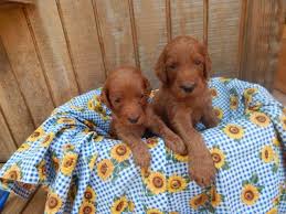 Find irishdoodle puppies for sale and dogs for adoption. Irish Doodle Puppies For Sale In Orlando Florida Classified Americanlisted Com