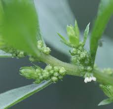 Image result for Chenopodium ambrosioides