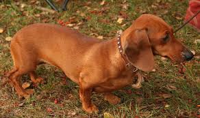 Image result for jezevčík hladkosrstý