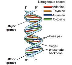 This is why we provide the ebook compilations in this website. Dna Structure And Replication Review Article Khan Academy
