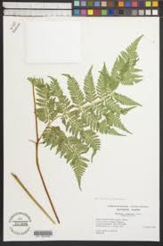 Image result for Hypolepis sparsisora