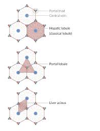Embryologically it develops from the foregut and it spans the upper right and part of left abdominal quadrants. Liver Amboss