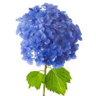Blue hydrangeas represent feelings of remorse and have long symbolized apology. Meaning Of Hydrangeas Symbolism Of Hydrangea Flowers