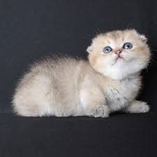 reserved for out country scottish fold disi bebek prenses 1 sfs ny 25 100 longhair gen sampiyon atalarla lo muazzam kan hatti