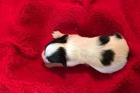 Akc Marketplace American Kennel Club American Kennel Club Akc Canine