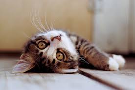 Likes Tumblr Crazy Cats Cats And Kittens Cute Animals