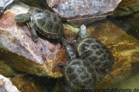 Die Haufigsten Fehler Bei Der Wasserschildkrotenhaltung