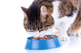 Alimenti per animali domestici produzione e ingrosso italia (168). Alimenti Biologici Per I Tuoi Animali Da Compagnia