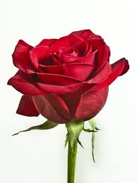 Wallpapers in ultra hd 4k 3840x2160, 1920x1080 high definition resolutions. Rose Mobile Wallpapers