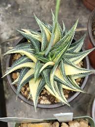 Image result for Haworthia limifolia