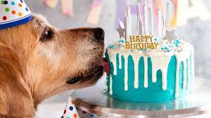 Spoon cake batter into prepared pan. Drip Dog Birthday Cake Dozer Turns 9 Recipetin Eats