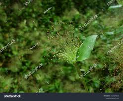 Image result for Panicum brevifolium