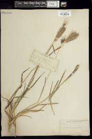 Image result for Enteropogon