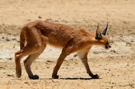 The caracal was once trained for bird hunting in iran and india. Caracal Cat Carnivore South Africa