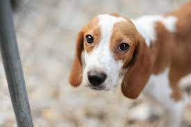Bring your dog or cat to our veterinary clinic off howell mill rd in atlanta, ga. Atlanta Pet Rescue Atlanta Georgia Wedding Photographer