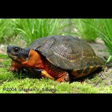 Wood Turtle One Of The Smartest Turtles Schildkrote Aus Holz Schildkrote Haustier Schildkrote