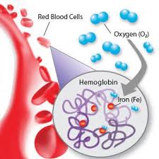 Hemoglobin Normal High Low Levels Causes Symptoms