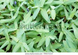 Image result for Xyris aristata