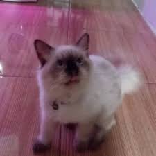 Karena kucing persia himalaya juga mempunyai bulu yang menawan,cantik,indah,unik dan memiliki wajah yang imut belum lagi ditambah dengan tubuh kucing persia himalaya yang menggoda pasti. Harga Kucing Himalaya Terbaik Peliharaan Perawatan Hewan Hobi Koleksi Mei 2021 Shopee Indonesia