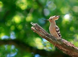 صور هدهد خلفيات ورمزيات الهدهد بجودة Hd ميكساتك Weird Birds Animals Beautiful Bird