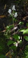 Image result for Disperis sp. nov. aff. macowanii