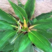 Image result for Chlorophytum krookianum