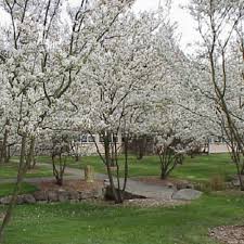 Image result for Amelanchier laevis