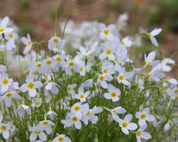 Maybe you would like to learn more about one of these? 12 Native Plants To Consider For Your Property Home Living Connecticutmag Com